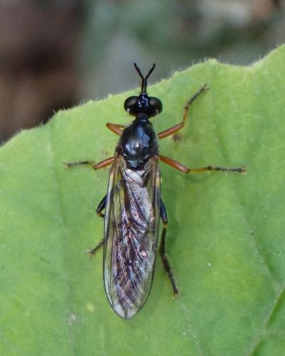 Réf. 310 129 : Dioctria sp.